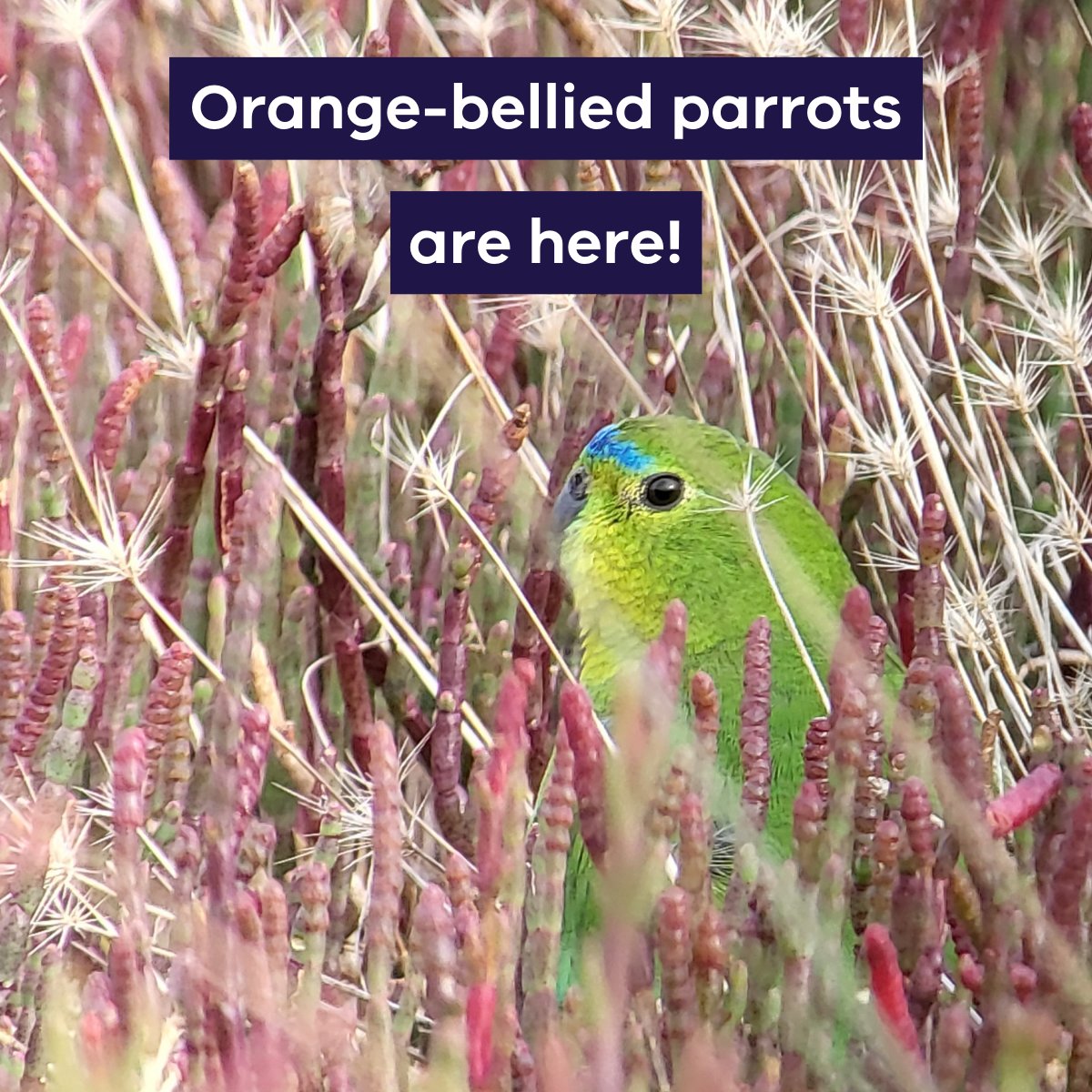 DEECA Victoria (@deeca_vic) on Twitter photo The first #orangebelliedparrots of the year were spotted at #LakeConnewarre. With more migrant parrots making their way north in coming weeks, regional coordinators can train volunteers for surveys. Email OBP.Release@delwp.vic.gov.au to get involved or report a sighting. The first #orangebelliedparrots of the year were spotted at #LakeConnewarre. With more migrant parrots making their way north in coming weeks, regional coordinators can train volunteers for surveys. Email OBP.Release@delwp.vic.gov.au to get involved or report a sighting.