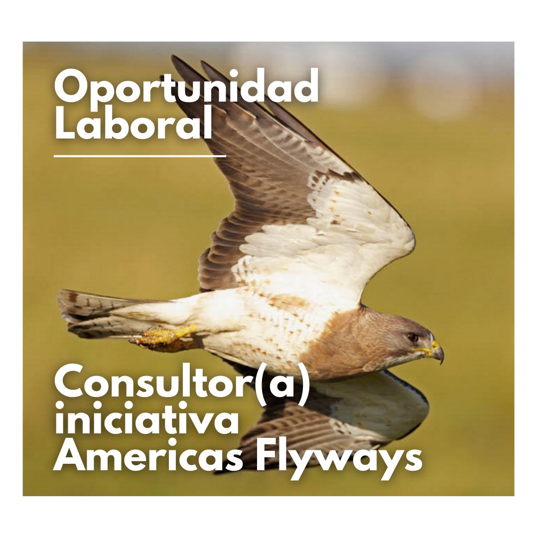 AudubonAmericas's tweet photo. #OportunidadLaboral

En nombre de la iniciativa Americas Flyways, impulsada por @audubonsociety, @BirdLifeAmerica  y @AgendaCAF,  ampliamos el plazo de esta convocatoria hasta el 28 de abril. 

Si cumple los requisitos, lo invitamos a postularse 👇
https://t.co/2skYiZNrI5 https://t.co/0j4K1JAyot