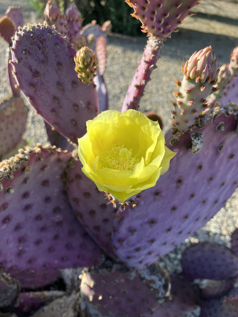 Adrian_Fontes's tweet photo. The color on this one! https://t.co/PV4MWlxDYK