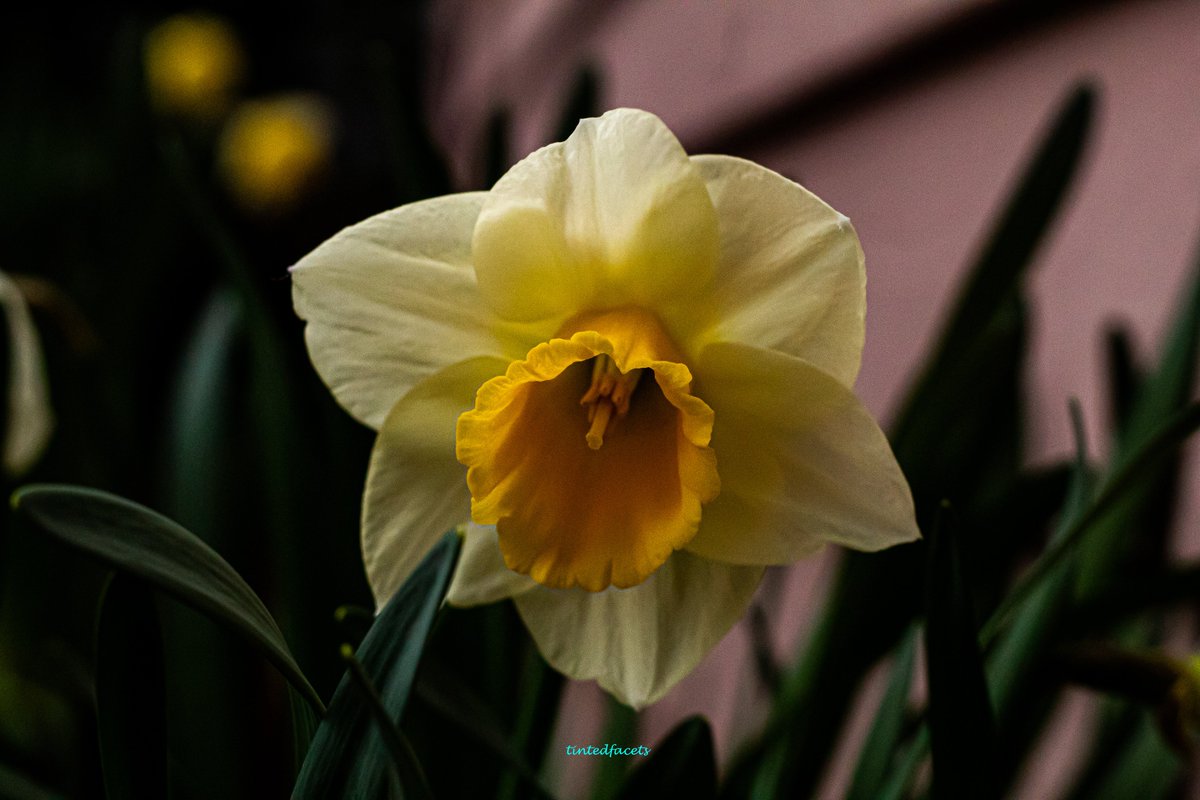 TintedFacets's tweet photo. Gorgeousness! !#canon #canonusa #canonphotography #shotoncanon #teamcanon #komo4 #nwapertures @seattlerefined @1889washington #everythingwashington @425magazine #sonorthwest #seattlesouthside #nature #naturephotography #rhododendron #flowers #washingtonstate #Daffodils https://t.co/fMaTg0QQ7M