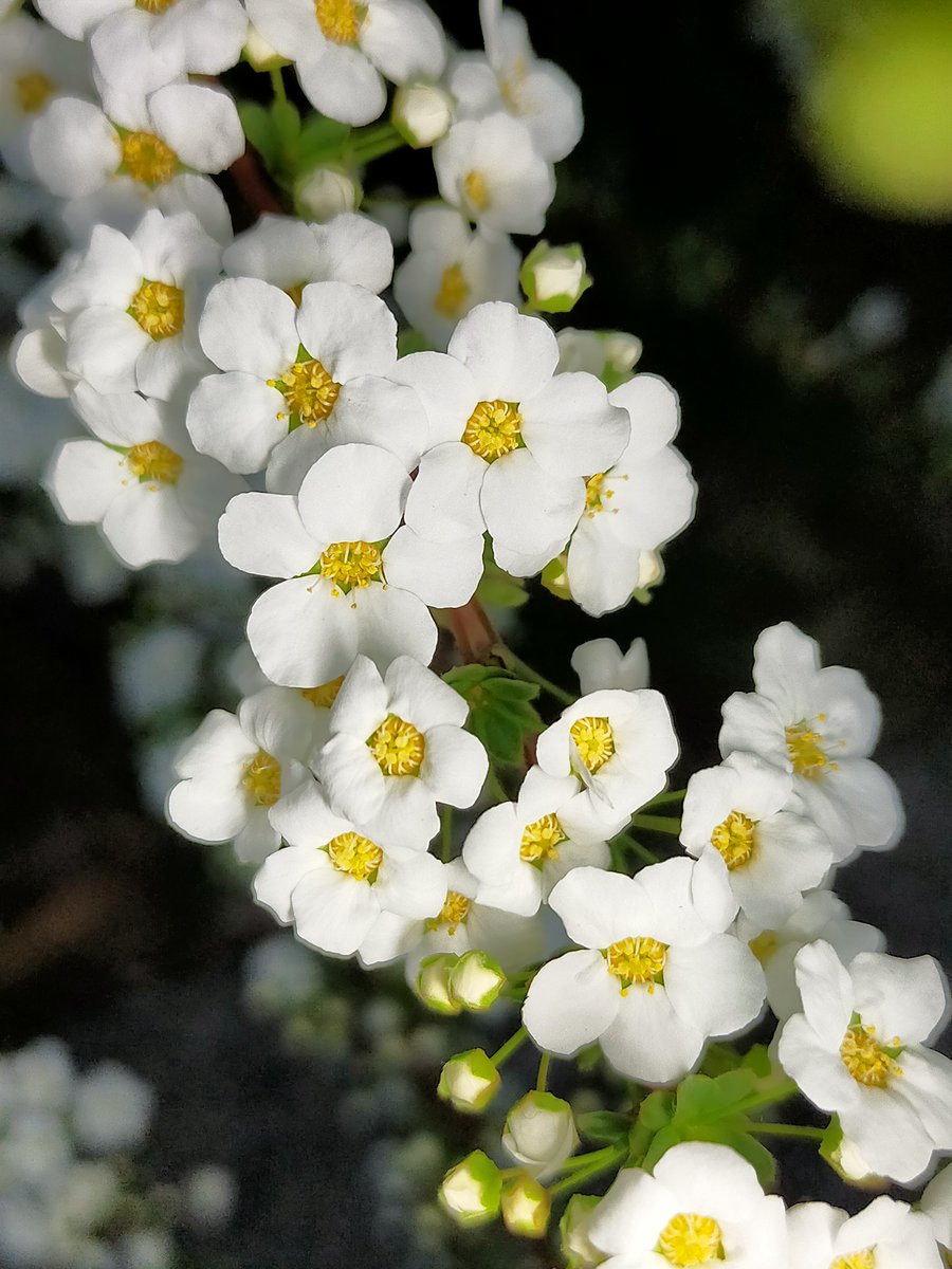 LogP_aitec's tweet image. LOGPOCKETの使用で簡単にプロ仕様の写真が撮れます✨
ユキヤナギ：花言葉 愛嬌

Amazon
amazon.co.jp/dp/B0BVTVY1J6

ふるさとチョイス
furusato-tax.jp/product/detail…

ふるぽ
furu-po.com/goods_detail.p…

#花 #花言葉 #logpocket #スローライフ
#Amazon #ふるぽ #ふるさとチョイス #ふるさと納税 
#Aitecsystem