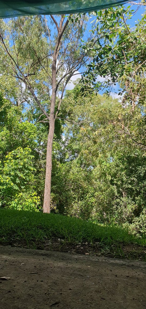 JaymieRains's tweet image. And then it was autumn.
19oC 😉
#TropicalLiving