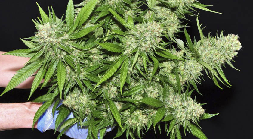 zikioblack79's tweet photo. @soylavaneglez bonita tarde de 4:20 hermosisima Vane saludos desde huentitan yo tuve póster de mis chivas, de Bruce Lee, de carros antiguos y de grupos d rock pero los más chidos fueron tres de colección del mundial México 86 que después vendí por falta de money, besos en tus mej https://t.co/ViL9cP55Y3