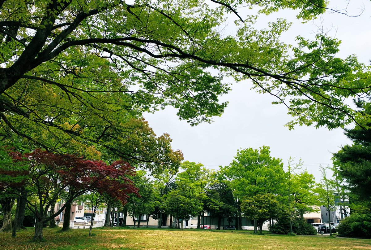 sachiiko2's tweet photo. おはようございます🌦️
昨日と違って涼しくてホッとしています。
娘が早朝に出るようになって早3年目。自分だけ早く出るの不公平🥺と娘が愚痴ってたので、私も朝方人間になろう！朝散歩しよう！と思って早3年目……
やっと実行に移し出しました。
朝の空気はとても美味しいですね🌲 https://t.co/tVtpWJ7Vj8