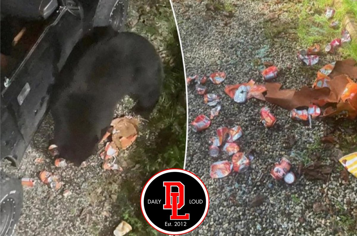 DailyLoud's tweet photo. Real-life “Coke Bear” bashes car window and guzzles 69 cans of soda 😳🥤 https://t.co/Fz6FIYMZlE
