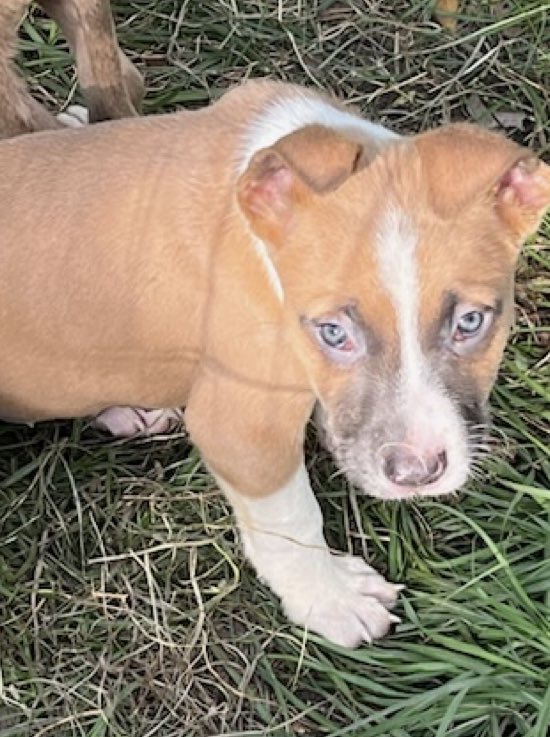 VoiceRescue's tweet photo. We have had to close intake.  We are discussing closing the rescue. Fire to unforeseen circumstances, a shelter that is nasty and lies from people about fostering, we have an abundance of dept that can’t be paid. We do not see a way out of this one. Some puppies and dogs will https://t.co/PUwYYUaWK4