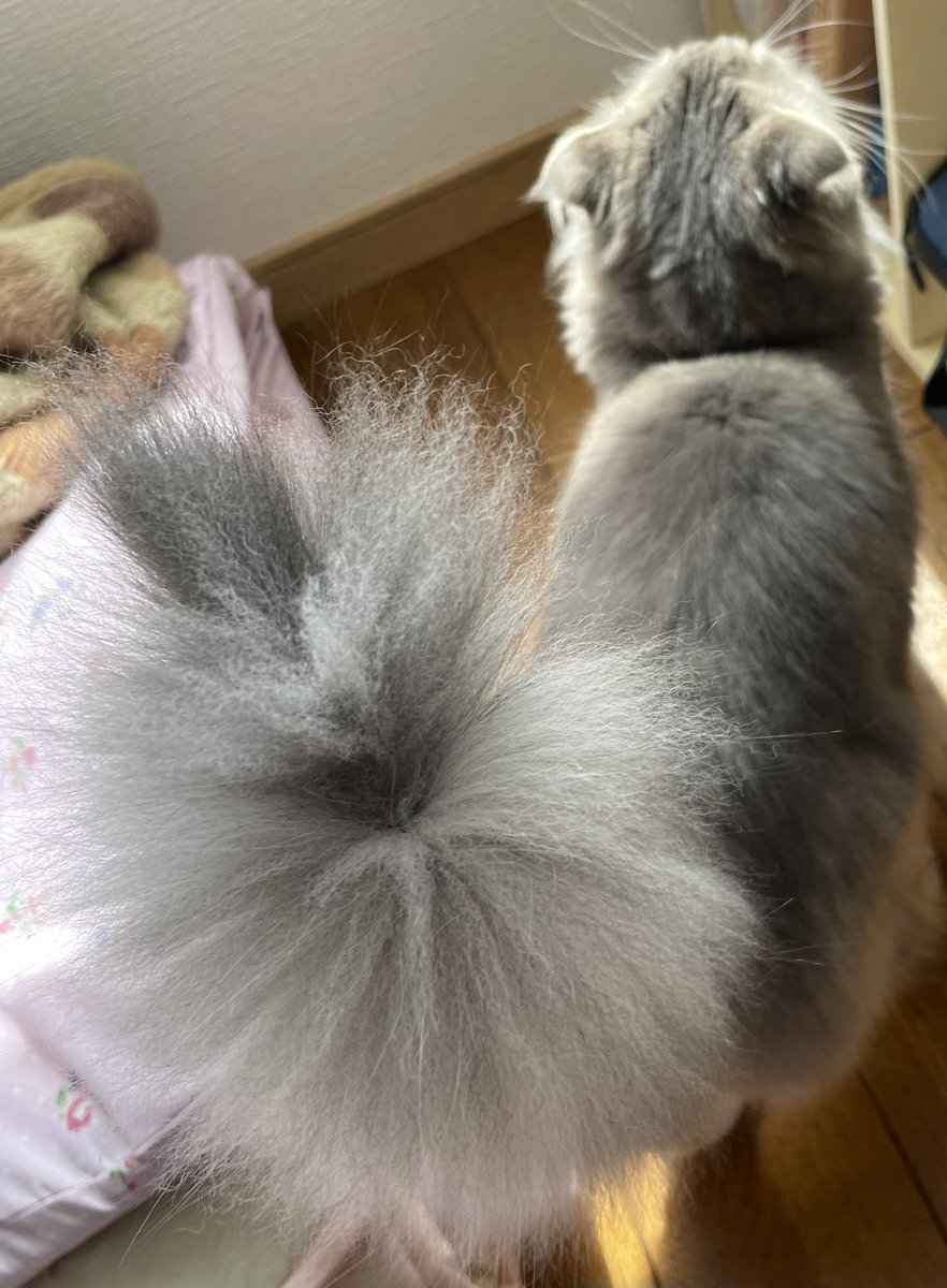 再投薬3日目💊
熱も下がり始め、走ったりジャンプしたり、いつも通りに戻りました😢
表情も元気ならいに戻りました😌
下がったままだったしっぽも、ピンと立てて歩いてます🐈‍⬛
元気になってくれて嬉しいですが、再発なのかもしれないと思うと…😢
不安がたくさんですが、らいと頑張ります‼️