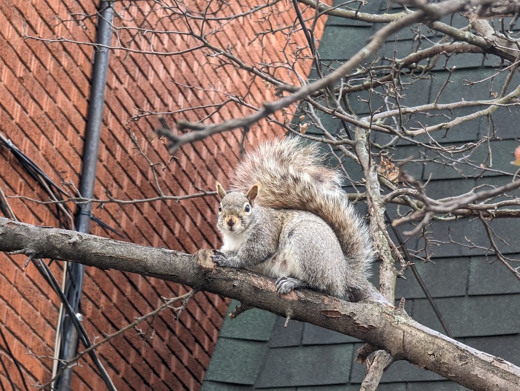 Downes @Downes@mastodon.social tweet media