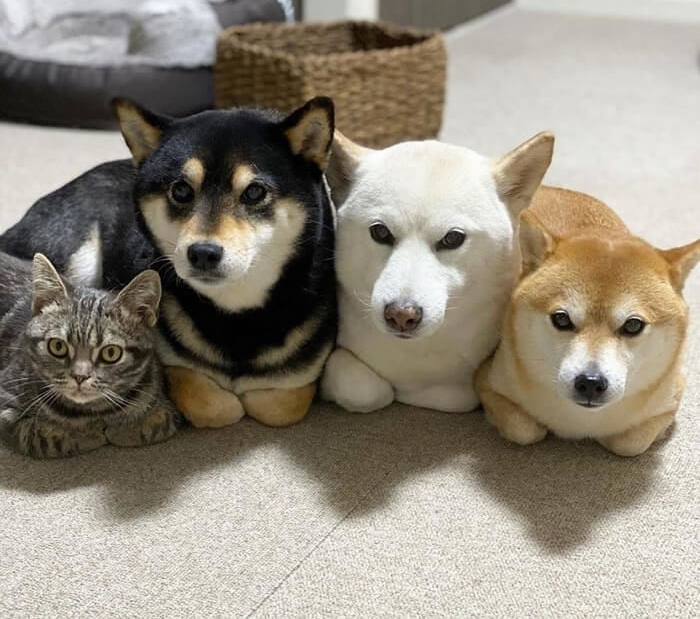 AnimalPlanet77's tweet photo. 고양이 선생님에게 식빵자세를 배웠습니다 
#식빵자세 #고양이 https://t.co/4vKwtuptbA