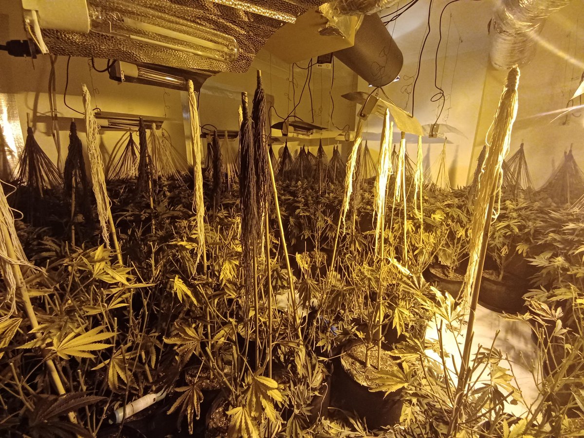 PoliceCrewe's tweet photo. Crewe Beat responded to a live report of a potential Cannabis Grow. Officers attended and offenders made off on foot but were quickly detained. Over 100 plants will subsequently be destroyed. A vehicle identified as being involved was also seized
#Yousaidwedid
#Noitsnotforsale https://t.co/W2aNn1fUAS
