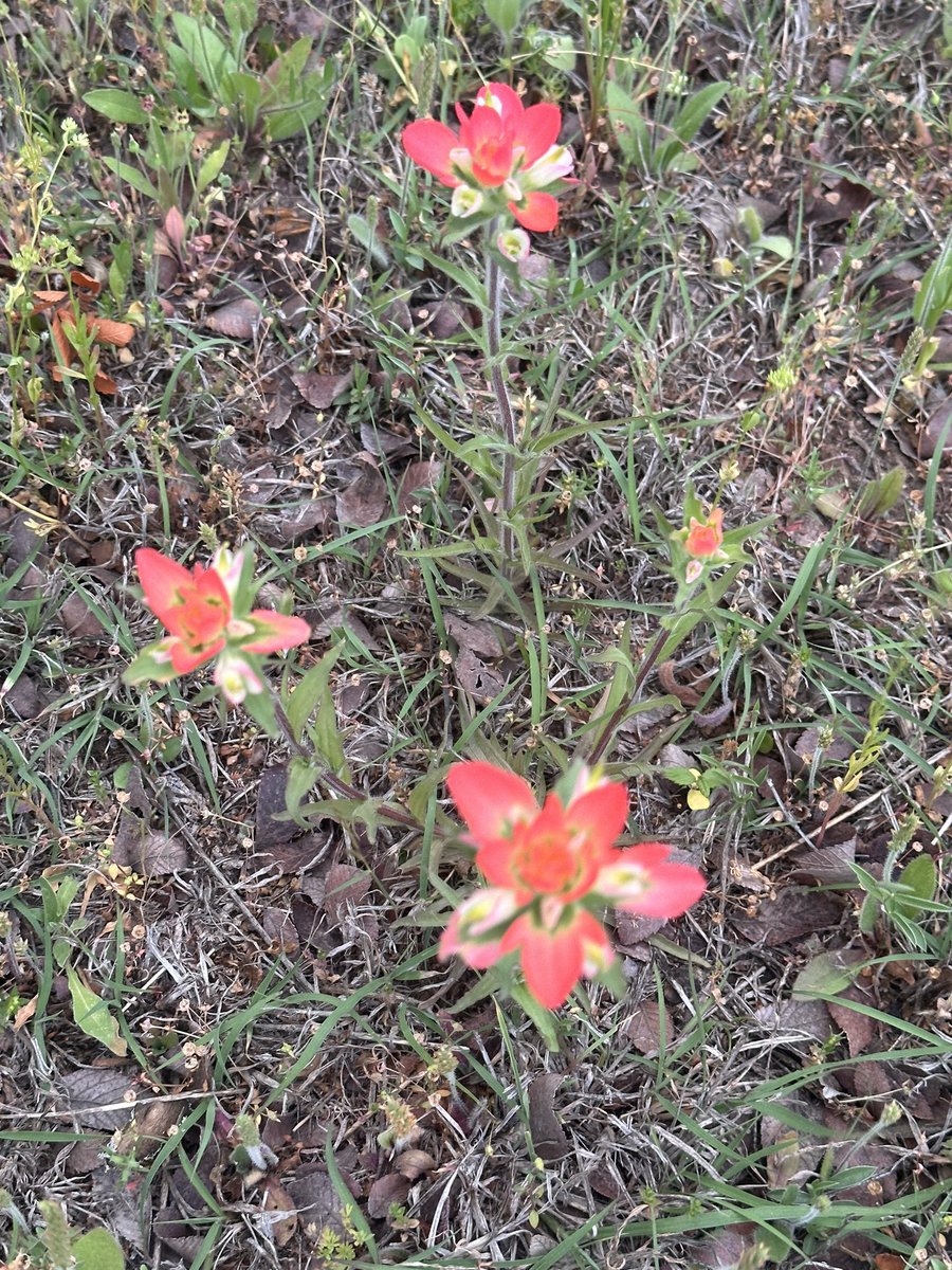 Lara Folks tweet media