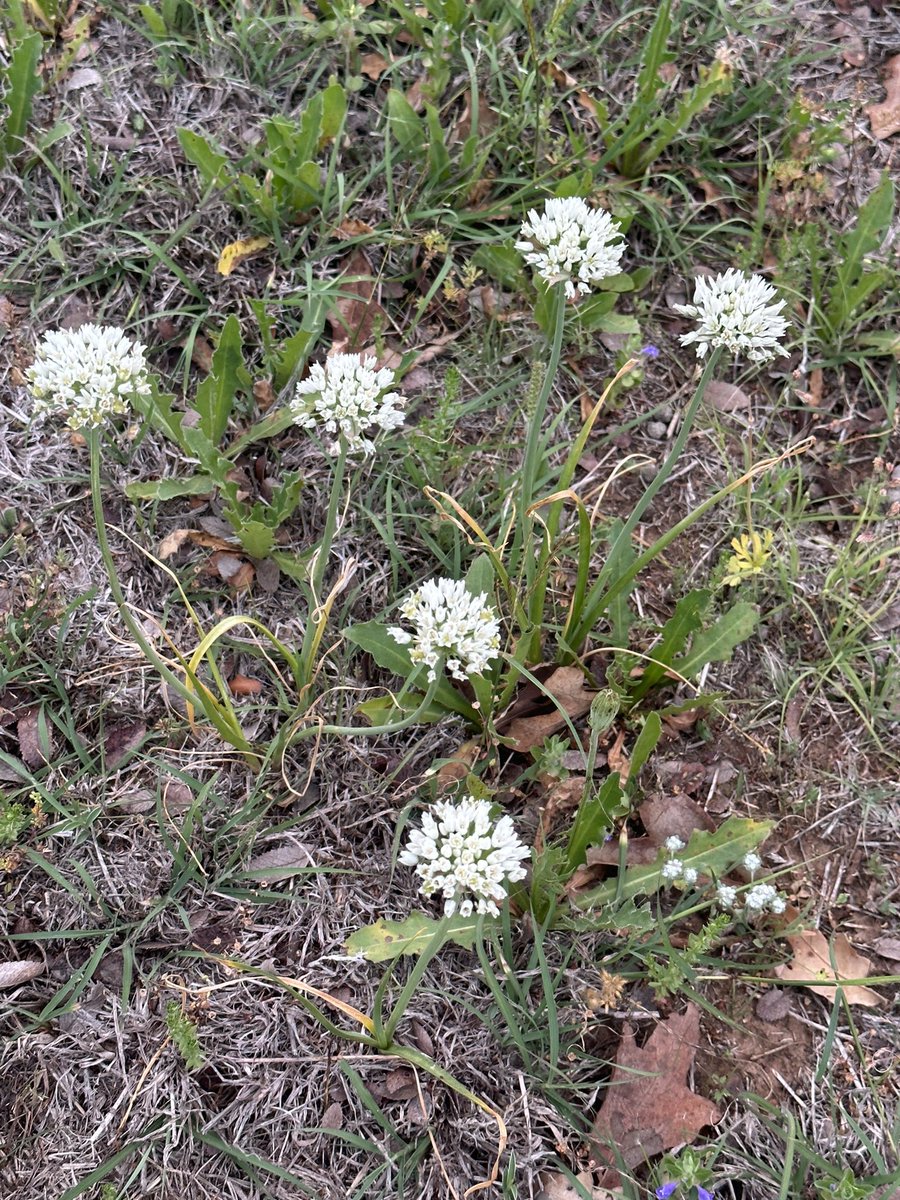 Love admiring the wildflowers that God provides! #sunshinelover #txmomma #gardenerwannabe