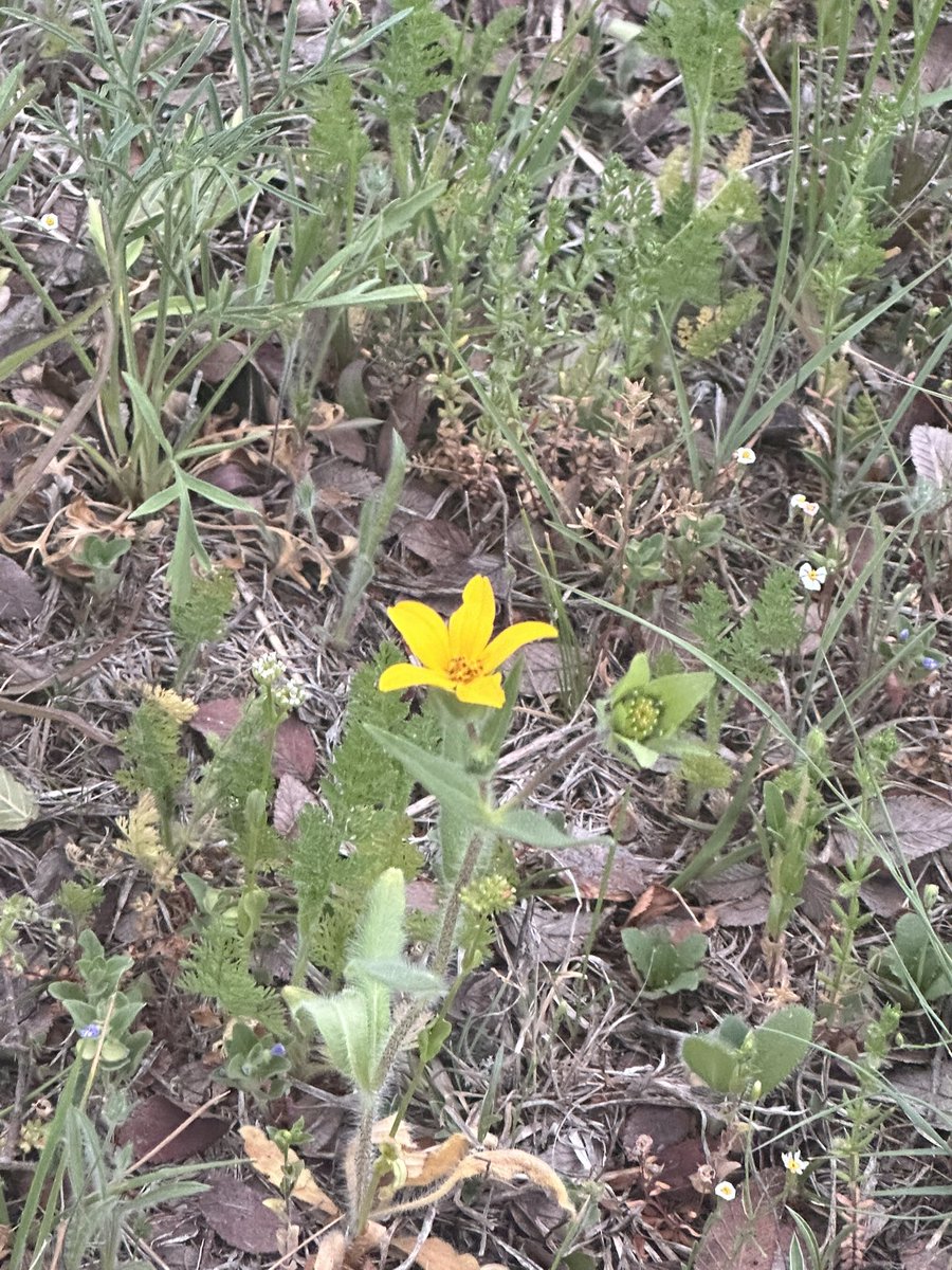 Lara Folks tweet media