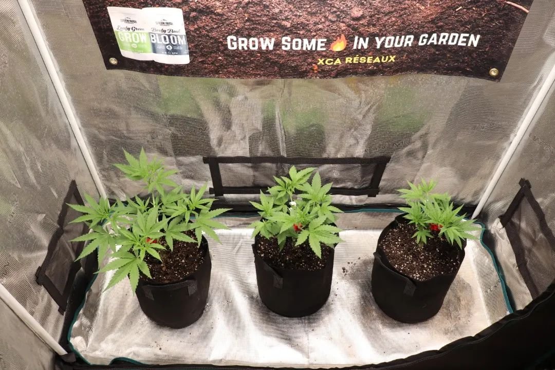 #repost from @xcareseaux

UF2000, 100W &amp; Upgrade driver
🌱$39.99 in amazon.com/unitfarm🌱
🌱CS$59.99 in amazon.ca/unitfarm🌱

#ledgrow #ledgrown #ledgrowlights #ledgrowlight #ledplantlight #ledgrowlightbar #lm301h #growlights #growlight #growlighting #spacesaver