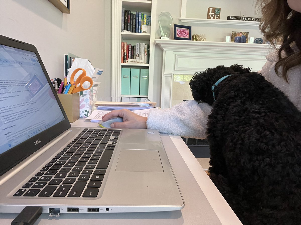 LPerlow's tweet photo. Some work days look like this. 🐾 #ThankfulThursday #MeetMilo #MiloTheMiniPoodle #SchoolPR #K12PRwell #PetsofNSPRA https://t.co/JkYwUsdIPv