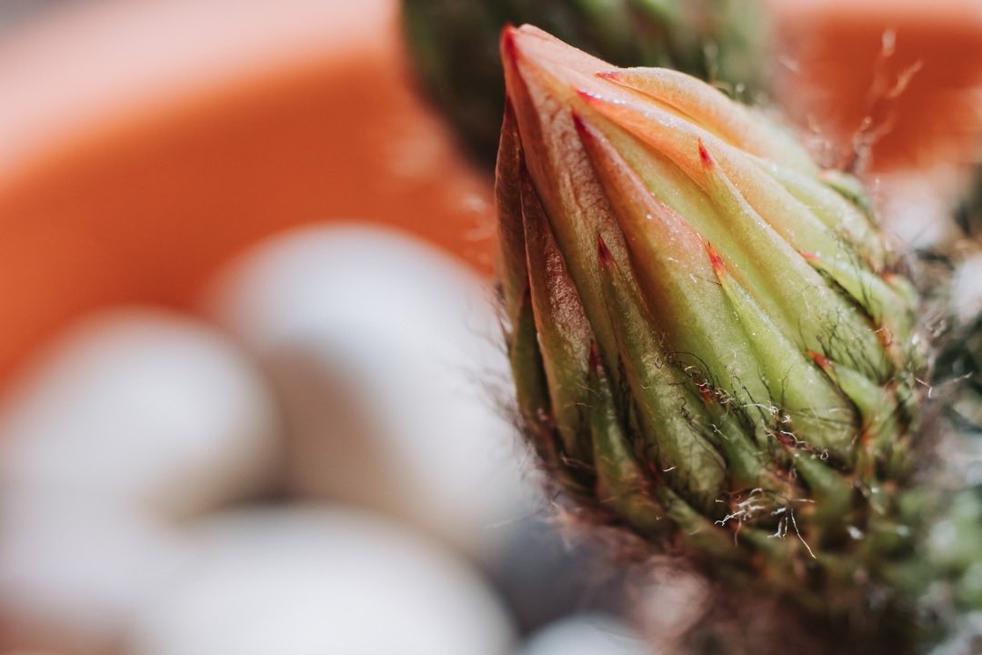 #fujifilm_xseries #fujifilm #macrophotography