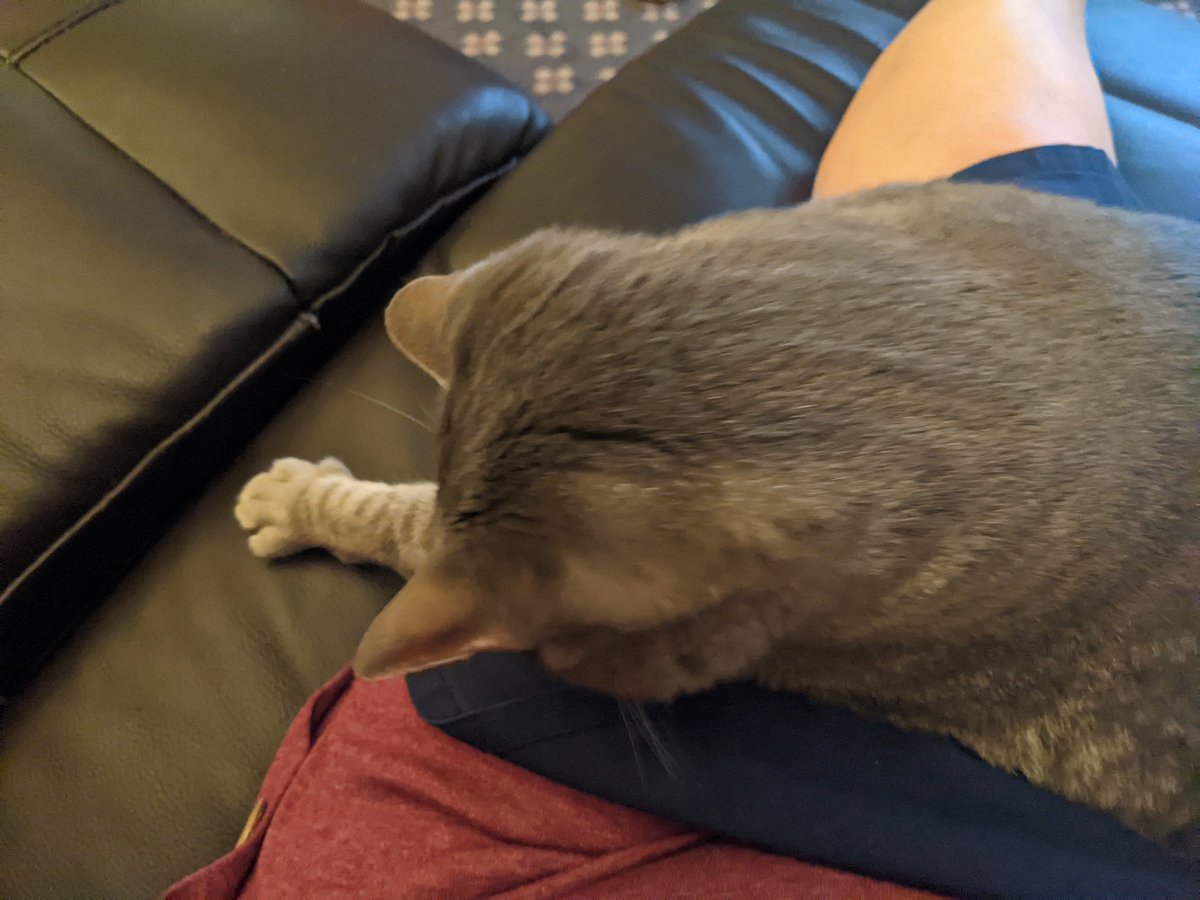 jhjones's tweet photo. @ObservatoryCats precious pause for #paws on my lap. #dragonkitty on point! 🐾 https://t.co/HKE7tnXmAU