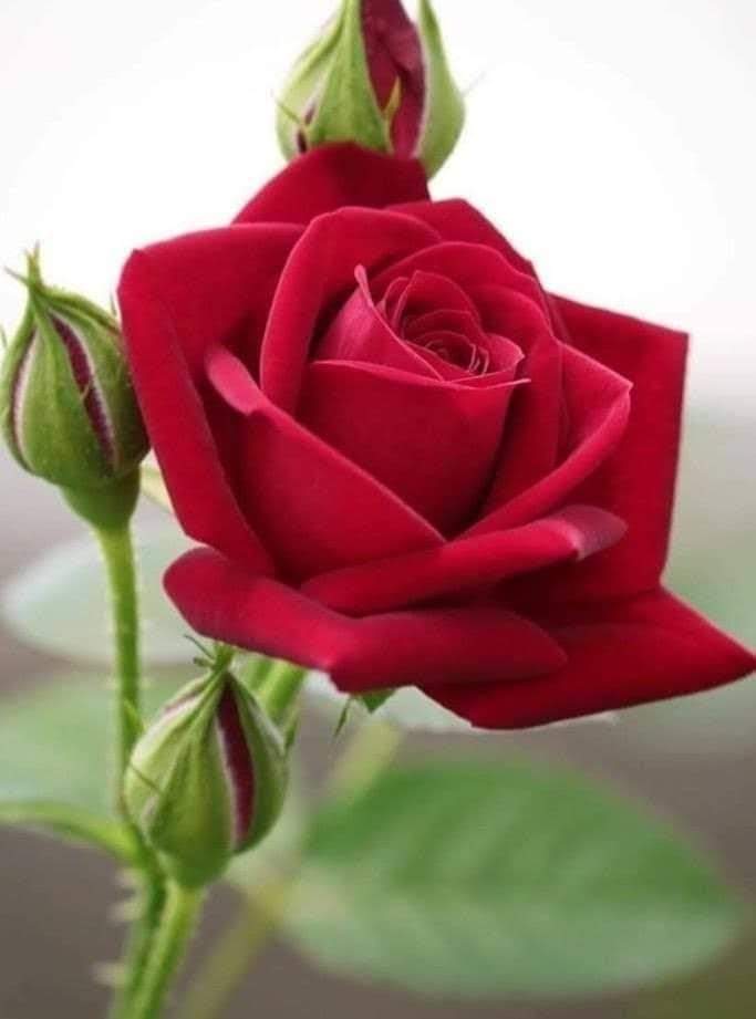 LemsJose's tweet photo. @justceline6 https://t.co/YkeBfFDRGx