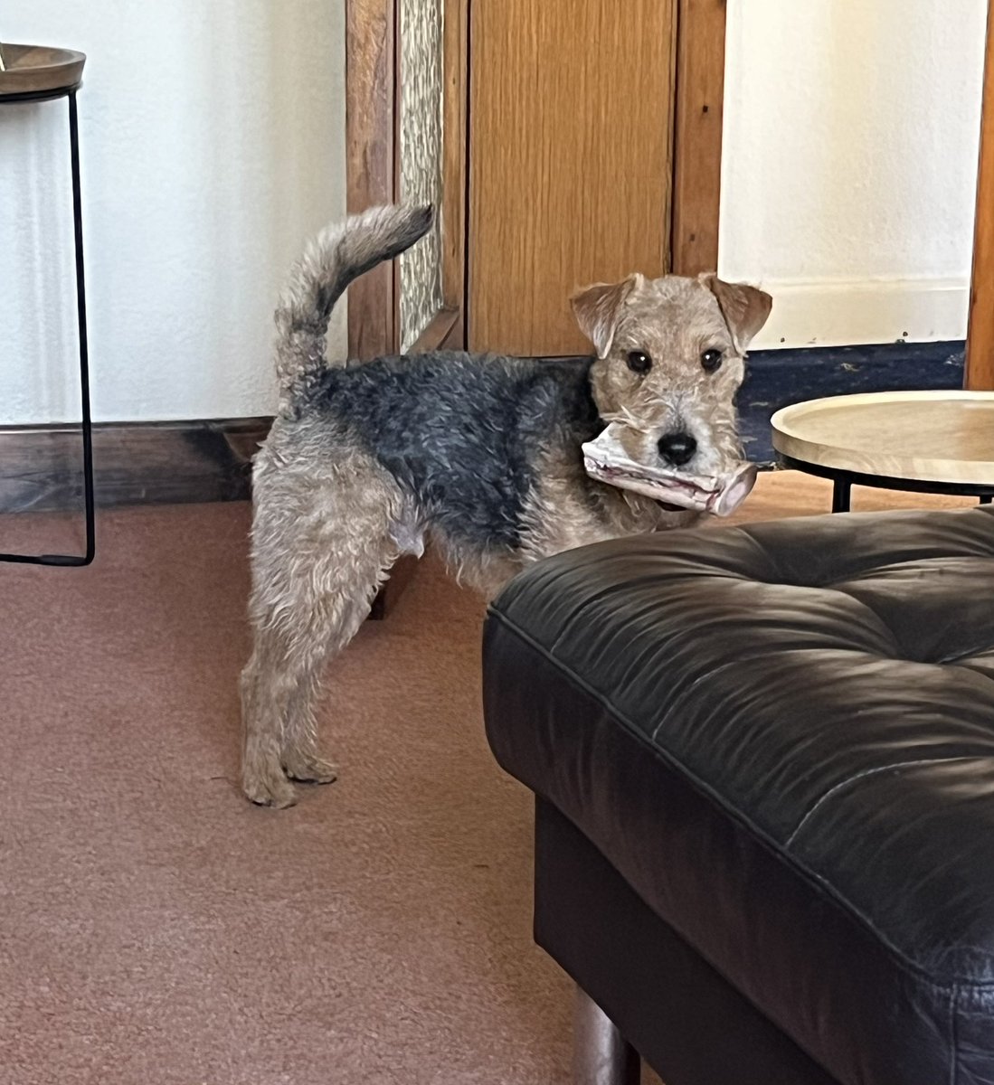 LakelandArchie's tweet photo. I has bone https://t.co/VuiOk65xdd