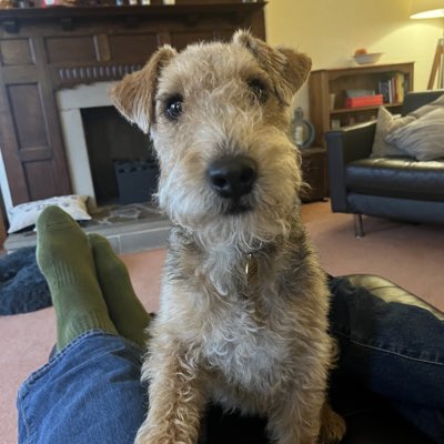 LakelandArchie's tweet photo. #NewProfilePic https://t.co/cJZNEY4GLy