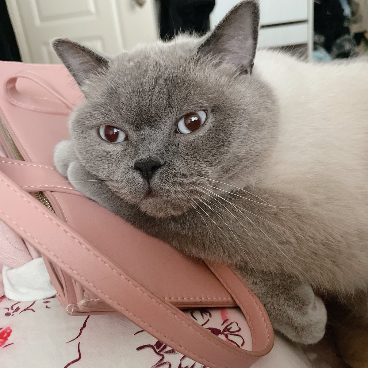 猪咪陪我睡觉 https://t.co/AKTfdzdi8z