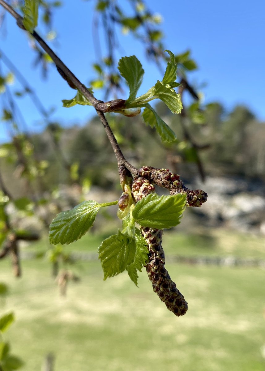 HilTurn's tweet image. 🍃🍃🍃   Good Morning!   🍃🍃🍃

#GoodMorning #BeautifulSpring #Birch