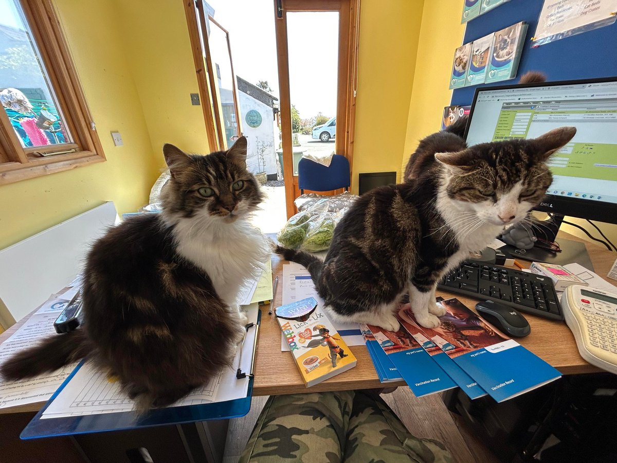 ShropsCatRescue's tweet photo. #FridayMorning ~ yesterday our admin cats Maya &amp; Pongo were in the office helping the admin volunteers on #VetDay preparing other cats record cards for the Vet. They are such a help &amp; it looks like they get treats as well 😹 #cats #CatsOfTwitter #cat #catlovers💖 #cathelpers https://t.co/3HUJfLjs3w