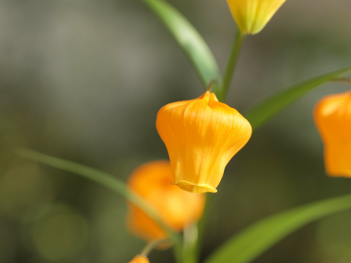 BotankaTeplice's tweet photo. Ve skleníku nám poprvé rozkvetla jihoafrická Sandersonia aurantiaca. Věděli jste, že Zuluové ji tradičně využívali jako afrodiziakum a do koupelových nálevů jako ochranu před zlem? Rostlina je ovšem prudce jedovatá, obsahuje mitotický jed kolchicin. https://t.co/XqWZZY81Ae