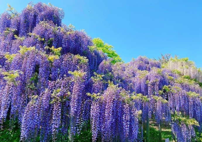 cherry05_10's tweet photo. 藤の花が咲いた💜
#藤の花 
#足利フラワーパーク 
#花を見る
#アイスクリーム https://t.co/15kMCeb08B
