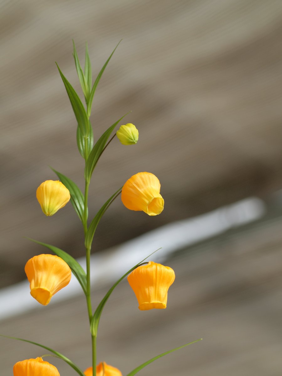 BotankaTeplice's tweet photo. Ve skleníku nám poprvé rozkvetla jihoafrická Sandersonia aurantiaca. Věděli jste, že Zuluové ji tradičně využívali jako afrodiziakum a do koupelových nálevů jako ochranu před zlem? Rostlina je ovšem prudce jedovatá, obsahuje mitotický jed kolchicin. https://t.co/XqWZZY81Ae