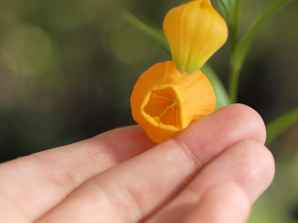 BotankaTeplice's tweet photo. Ve skleníku nám poprvé rozkvetla jihoafrická Sandersonia aurantiaca. Věděli jste, že Zuluové ji tradičně využívali jako afrodiziakum a do koupelových nálevů jako ochranu před zlem? Rostlina je ovšem prudce jedovatá, obsahuje mitotický jed kolchicin. https://t.co/XqWZZY81Ae