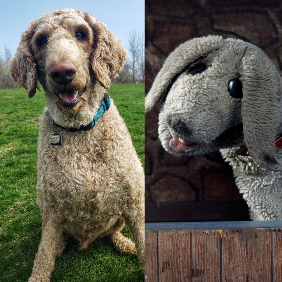 It has been suggested that Goose (sort of) resembles Finnigan from Mr Dressup - what do you think?
🤣❤🐾🐕🐶
#mrdressup #sillyGoose #greyGoose #friYAY #Fridayfun #walkinthedoginwhitby #walkinthedog