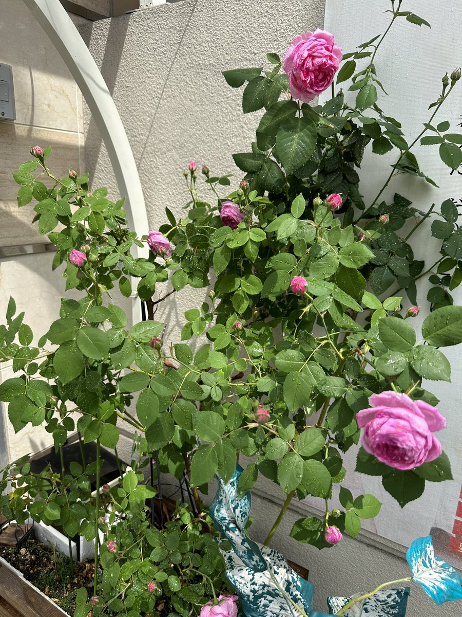 NEWCLUBpartner's tweet photo. 店の前で育ててましたが咲きました https://t.co/atEpTaj38h