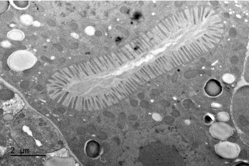 Aurelien Dupont tweet media