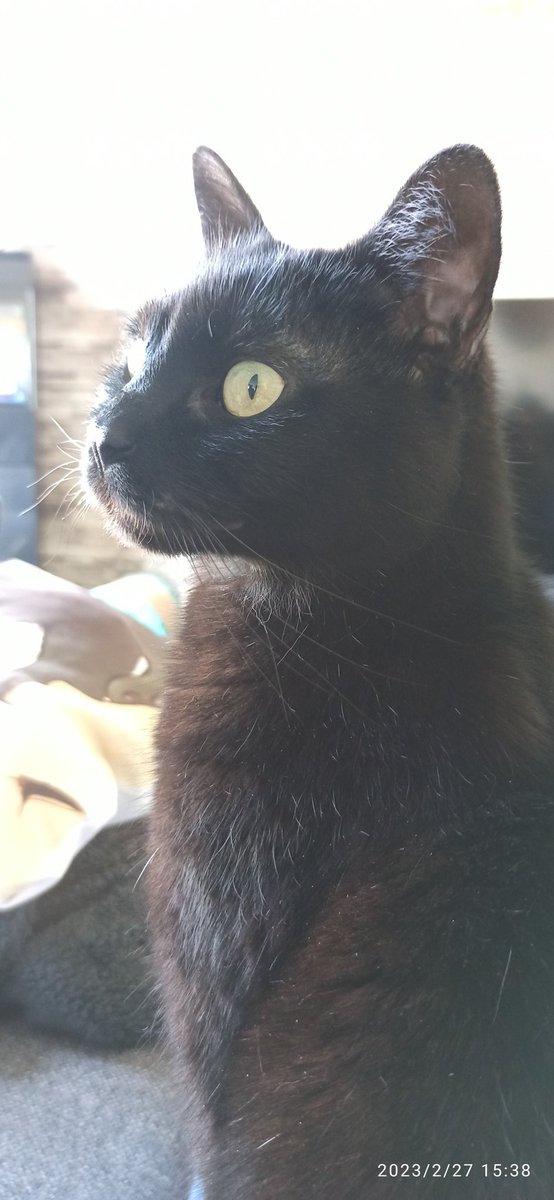 Je ne comprends pas pourquoi cette peur du chat noir... Je les trouve tellement classe ! Ils font mini panthère noire, ils sont trop beau !
...et je suis papa fier d'une belle petite Ninou ❤️