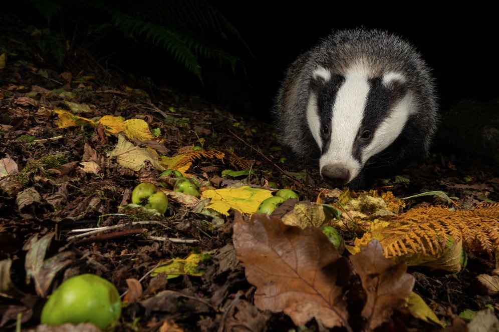 RichardBowler1's tweet photo. Of the 33,000 badgers slaughtered last year under the pretence of the Badger cull, exactly none were tested for Btb. Hard to claim something is scientific if you don't collect the data @TonyJuniper This isn't about disease control, but the removal of a species to please the NFU. https://t.co/CbUGgPOpk5