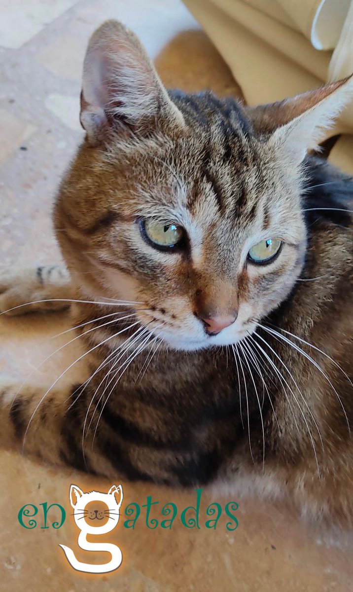Martín es un adulto, sociable, tranquilo. Es inmuno pero su carácter bonachón le hace candidato a vivir en un hogar con otro gato que también lo sea. Merece una oportunidad. Te ampliamos toda la información que necesites sin compromiso Escríbenos a adopciones@engatadas.es