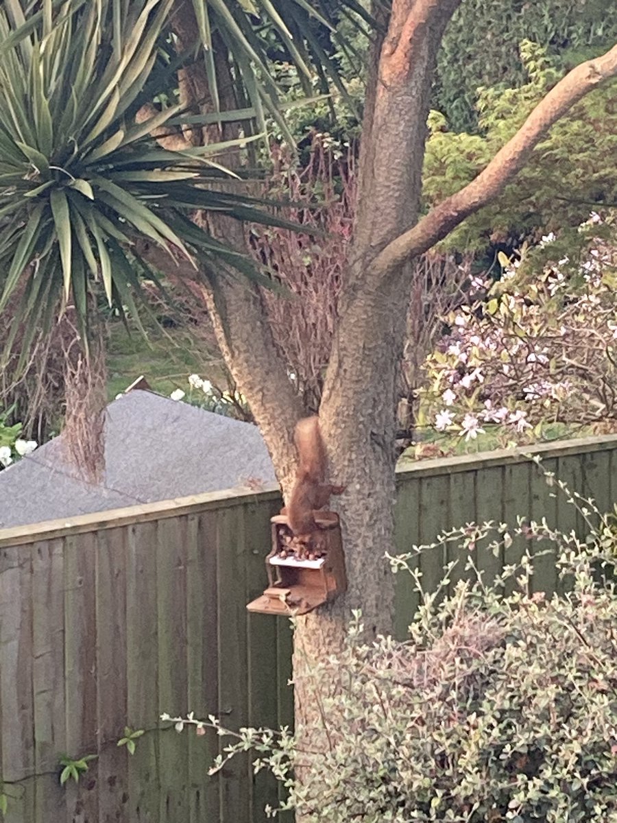 lucymaclucy's tweet photo. Not the morning meeting #toppresent #piano #redsquirrel 🐿️ https://t.co/09yeTdYcrc