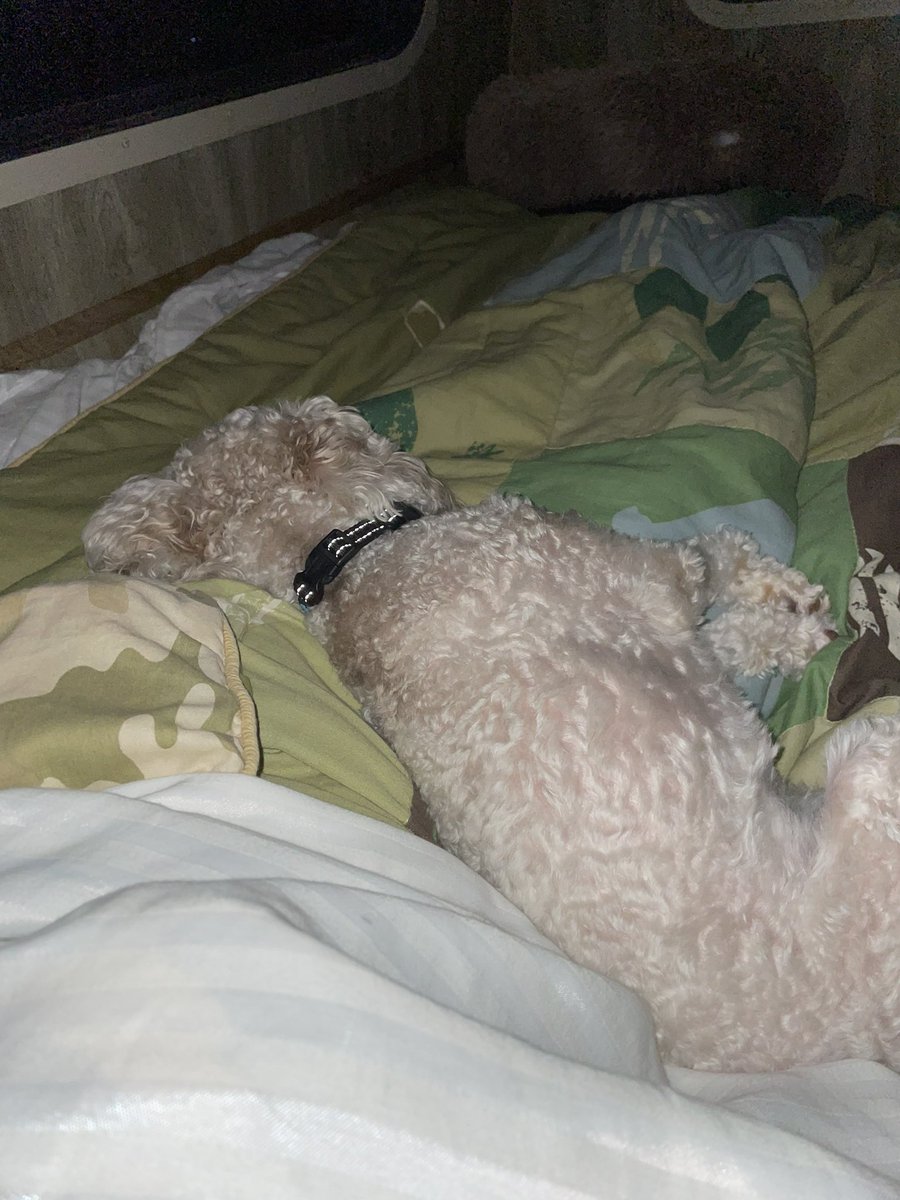 shrimptank's tweet image. It’s non stop lightning out, and the rain is crazy loud. So he just came up and laid across my legs. #thunderbuddy #DPT