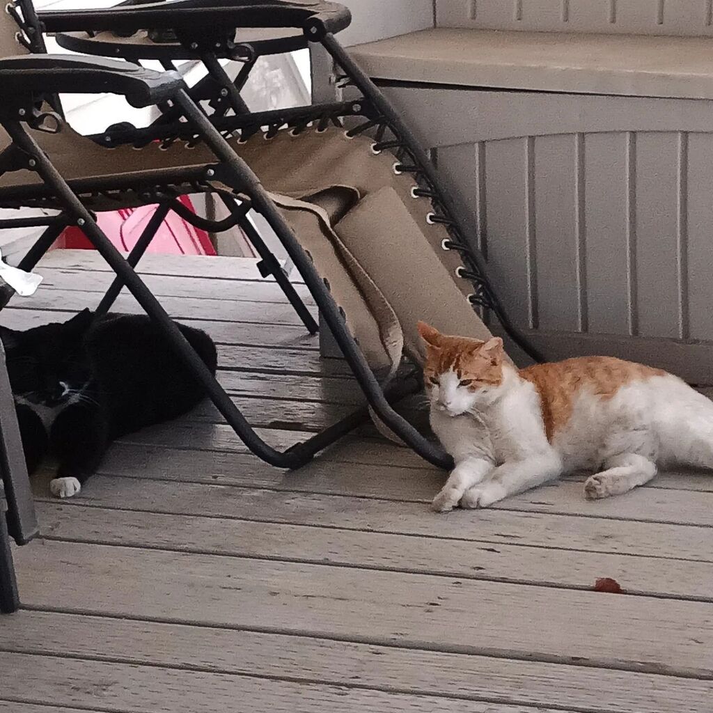 LaughingGirl77's tweet photo. The porch kitties, Tiki (the tuxedo) and Creamsicle. Creamsicle ran to Tiki when I got close to the steps. When I talked to him though, he rolled over and showed me his belly. ☺️ https://t.co/ltJhREGBqb https://t.co/rNaRfJ8vXA