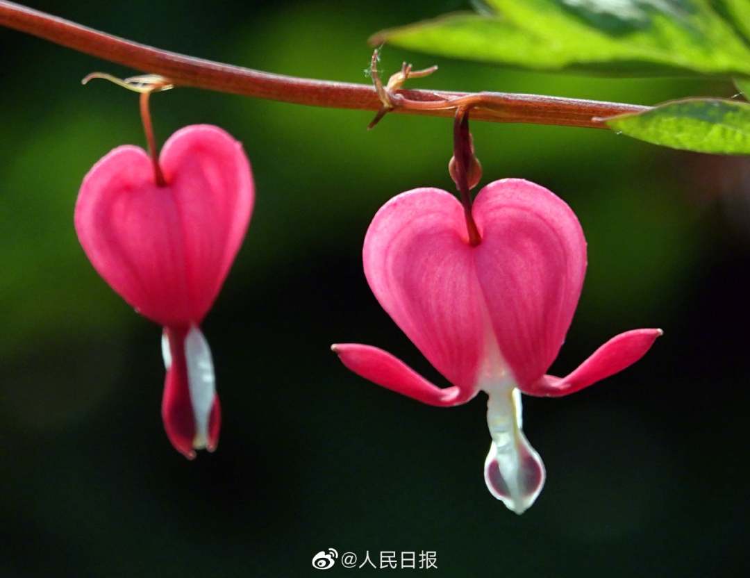 People's Daily, China on Twitter: