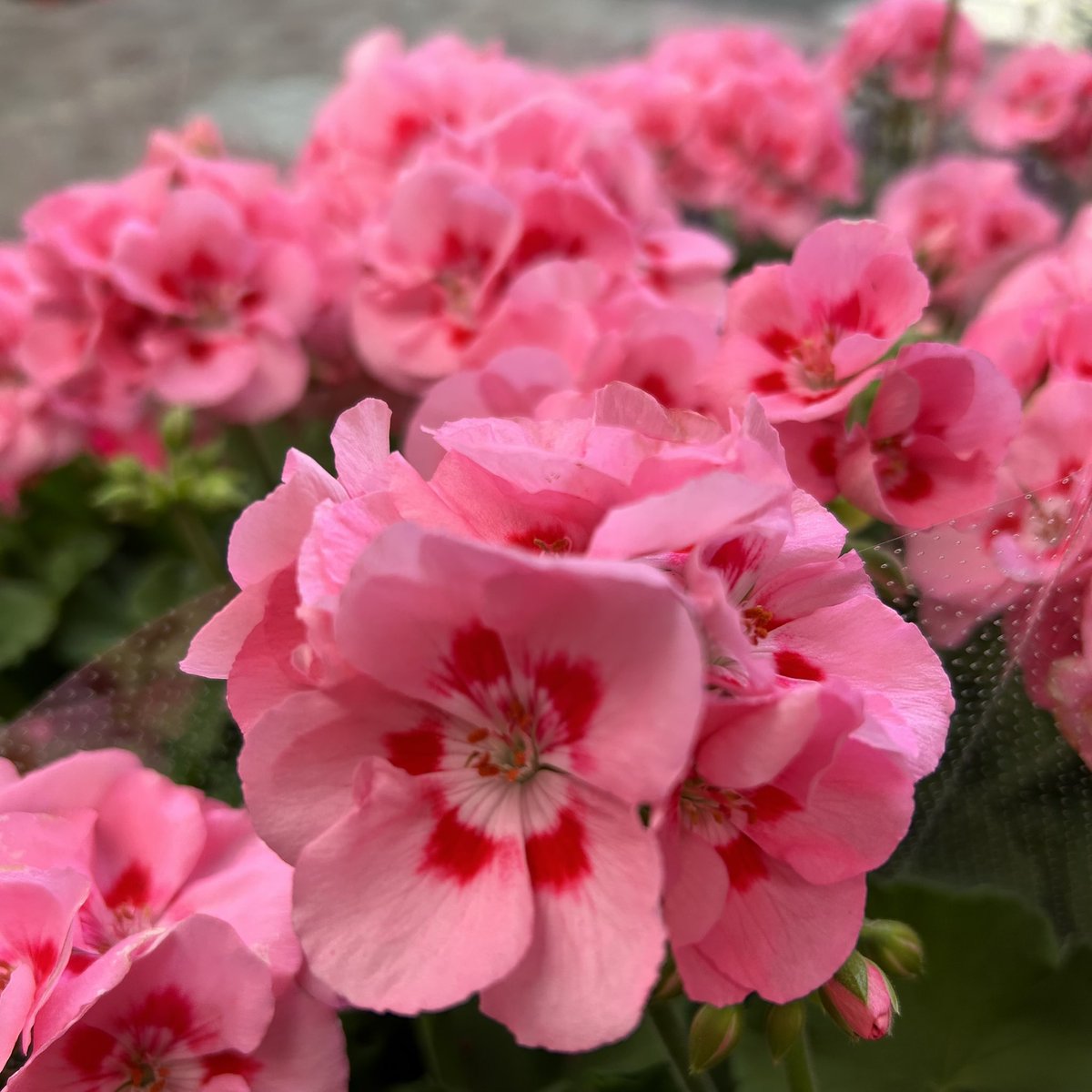 Sach77F's tweet photo. 横浜橋通商店街「はなみらい」元気に営業中です🌻
本日のオススメは大輪のアマリリス、八重咲きクレマチス、観葉植物はディフェンバキア・コンパクタなどなど！！
家庭菜園にピッタリの野菜の苗も続々入荷中です🥒🍆🍅

#横浜橋商店街　#花屋　#はなみらい
#園芸店 https://t.co/JeswVEtzGq