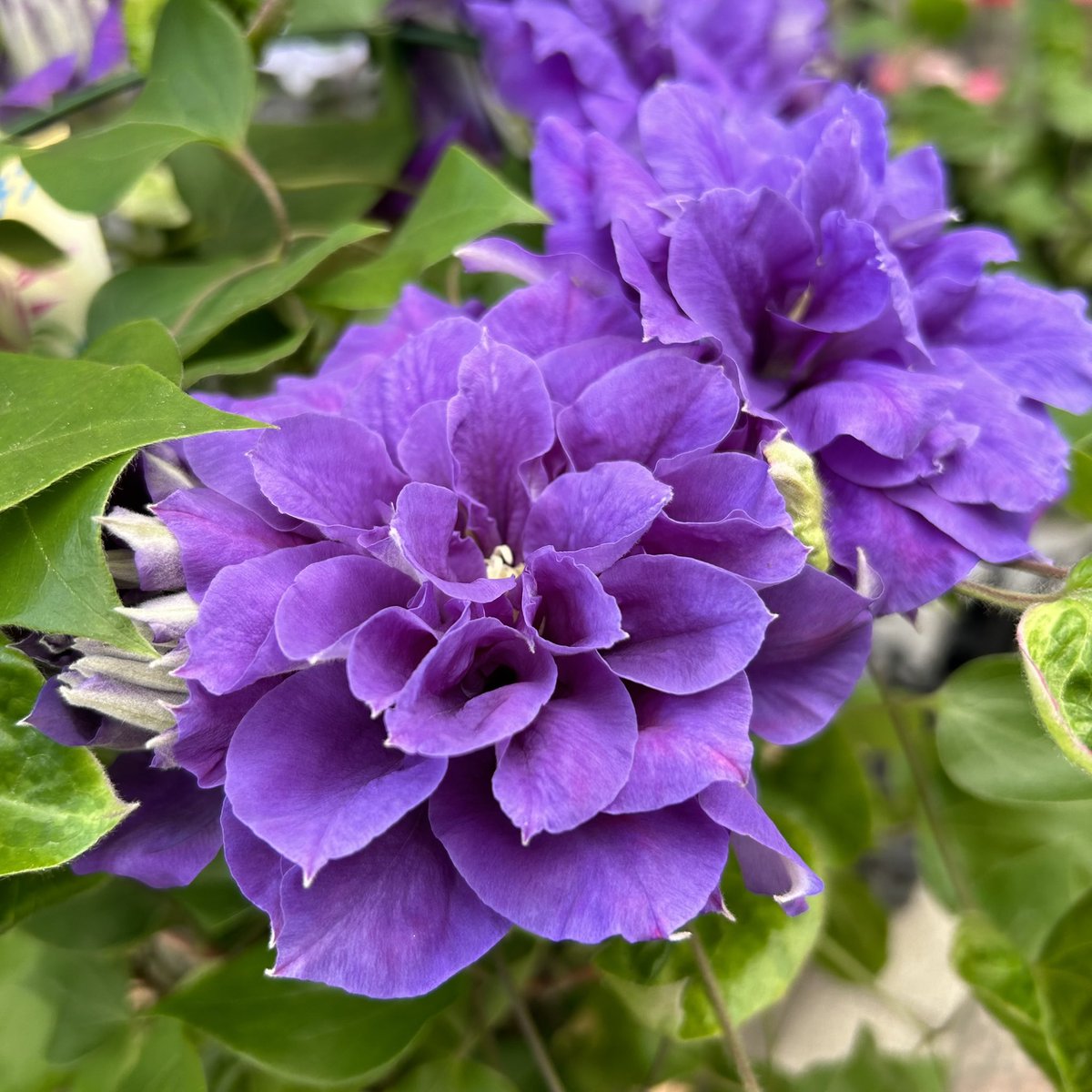 Sach77F's tweet photo. 横浜橋通商店街「はなみらい」元気に営業中です🌻
本日のオススメは大輪のアマリリス、八重咲きクレマチス、観葉植物はディフェンバキア・コンパクタなどなど！！
家庭菜園にピッタリの野菜の苗も続々入荷中です🥒🍆🍅

#横浜橋商店街　#花屋　#はなみらい
#園芸店 https://t.co/JeswVEtzGq