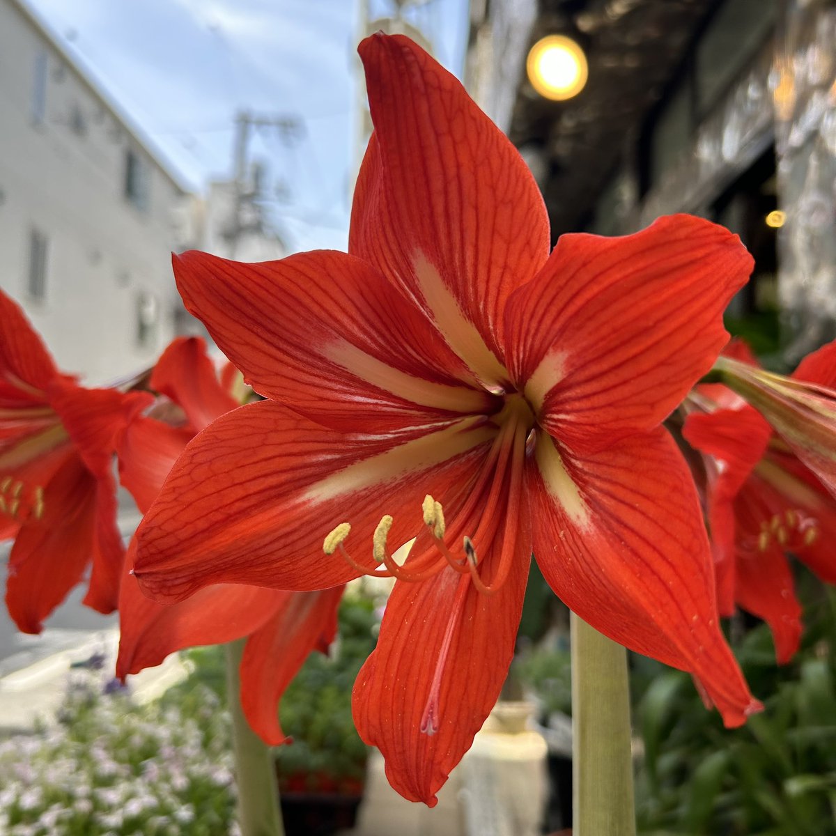 Sach77F's tweet photo. 横浜橋通商店街「はなみらい」元気に営業中です🌻
本日のオススメは大輪のアマリリス、八重咲きクレマチス、観葉植物はディフェンバキア・コンパクタなどなど！！
家庭菜園にピッタリの野菜の苗も続々入荷中です🥒🍆🍅

#横浜橋商店街　#花屋　#はなみらい
#園芸店 https://t.co/JeswVEtzGq