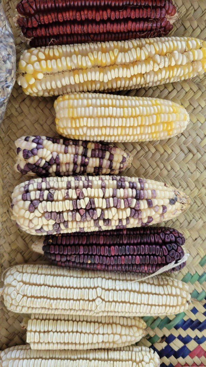 “La milpa es un modo de vida”, como elemento básico de su cotidianidad, concebida como un sistema de producción agrícola hereditario, garante de su nutrición, identidad, cultura y organización comunitaria
jornada.com.mx/2023/04/15/del…