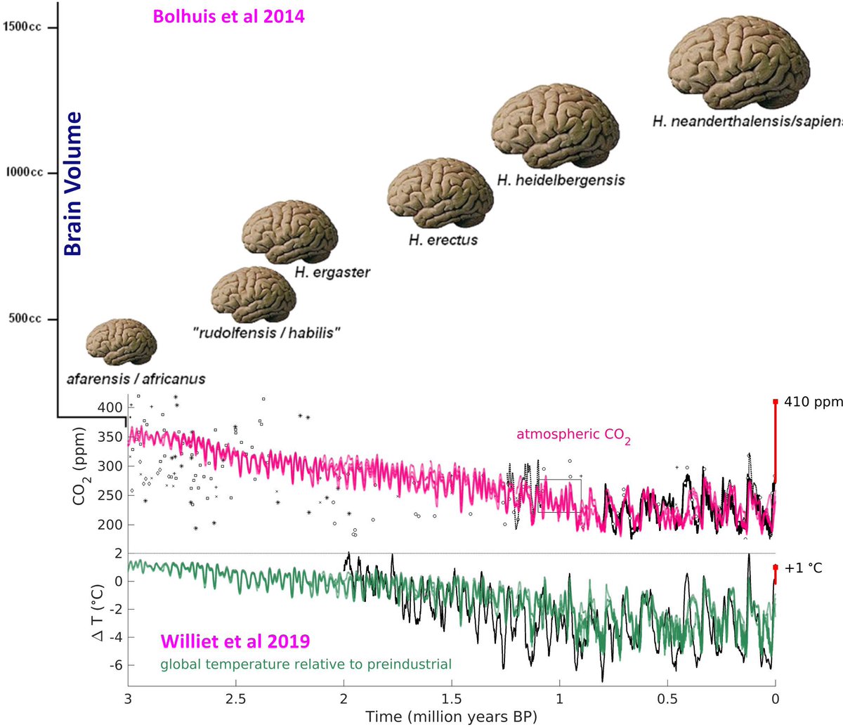 Our entire evolution has been governed by a long-running decline in both temperature and CO2. Thermoregulation of the neocortex depends on it. For a supposedly ‘intelligent’ species to intentionally unwind parameters fundamental to our own existence is pure madness.