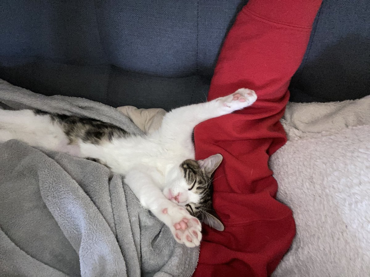sidialexander's tweet photo. Got Nigel and Coco a little brother, his name is Tarot 🫶 almost done with a few singles &amp; my first merch drop! Album is coming along so well 🥹 things are good! Getting healthy (been sick🤧) &amp; back on a schedule. Music, merch, podcast, n content soon bb’s 💕 #HAPPY420 https://t.co/4xF7nt0rc7
