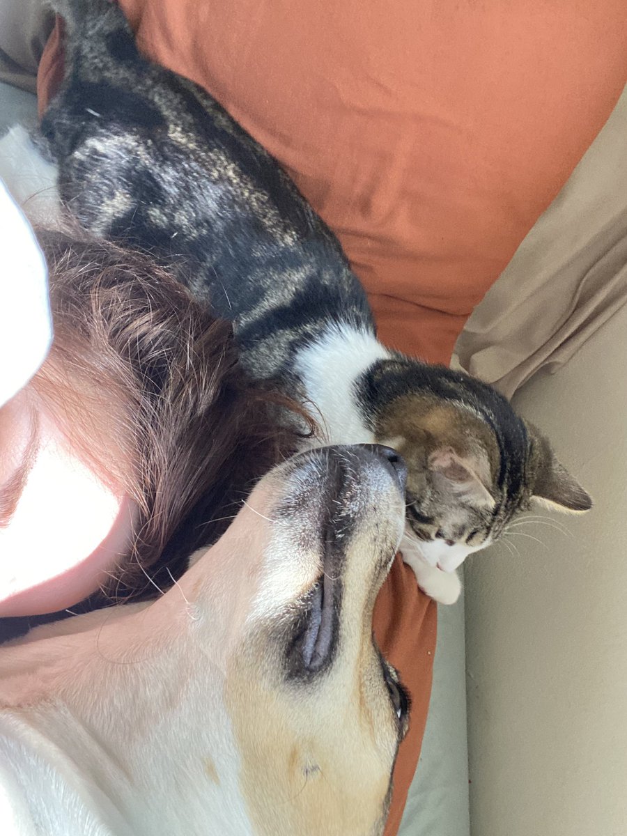 sidialexander's tweet photo. Got Nigel and Coco a little brother, his name is Tarot 🫶 almost done with a few singles &amp; my first merch drop! Album is coming along so well 🥹 things are good! Getting healthy (been sick🤧) &amp; back on a schedule. Music, merch, podcast, n content soon bb’s 💕 #HAPPY420 https://t.co/4xF7nt0rc7