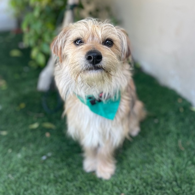 Guy on Twitter "RT LADogsForYou I'm Scruffy, a young male Terrier/