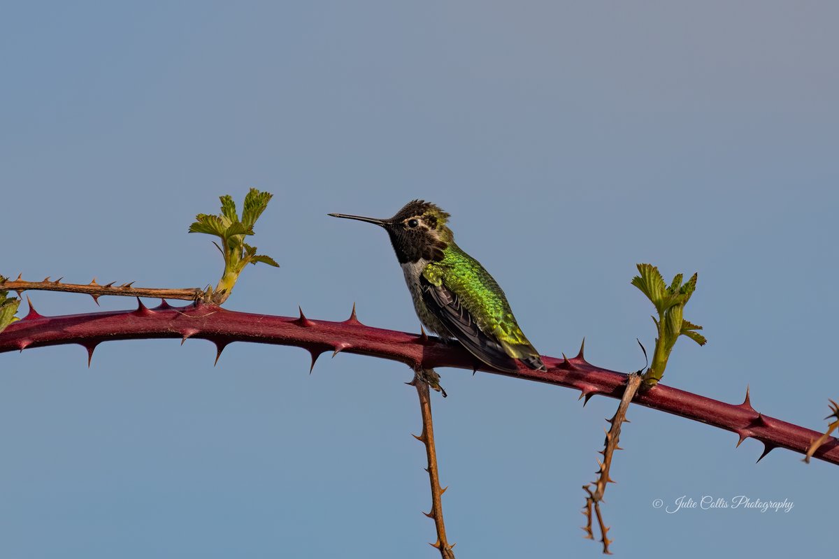 I was buzzed by this little flasher for at least a 1/2 hr. I think he liked me! 😉😆
#annas #hummingbird #BirdsOfTwitter #birdphotography #sharecangeo #campbellriver #canadiangeographic  #nationalaudubonsociety #bird_brilliance #bird_captures #bird_watchers_daily #birdsofbc